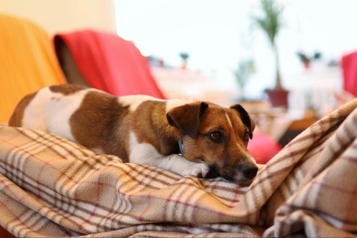 professional-pet-friendly-house-cleaning-in-ottawa-a-cleaner-home-thats-kinder-to-the-planet